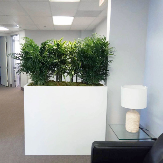 Perth tall fiberglass planter box in white finish with large indoor plants in modern office