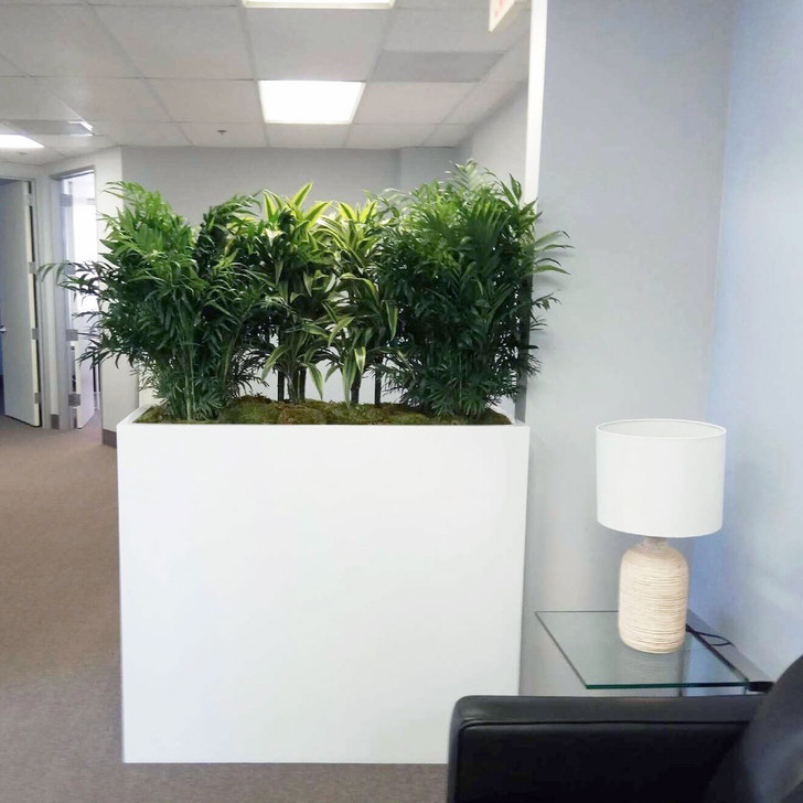 Perth tall fiberglass planter box in white finish with large indoor plants in modern office