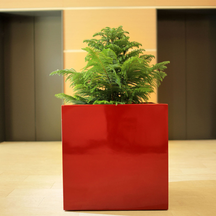 No Risk 12-inch cube fiberglass planter in glossy red finish with green fern plant in modern indoor space