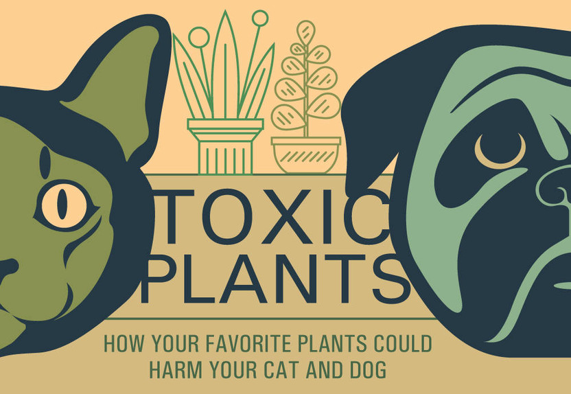 Houseplants & Pets: Toxic Plants to Avoid and Beautiful Pet-Safe Alternatives