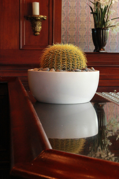 Top 5 Unexpected Plants for Large Planters