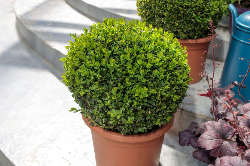All-Year Greenery: 6 Best Evergreen Plants for Pots