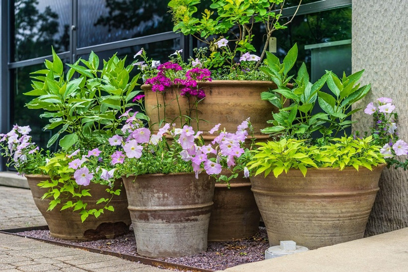 Container Garden Ideas Container Garden Ideas