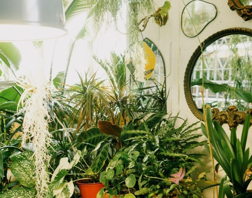 Why Tall White Planters Are Taking Over Homes and Offices