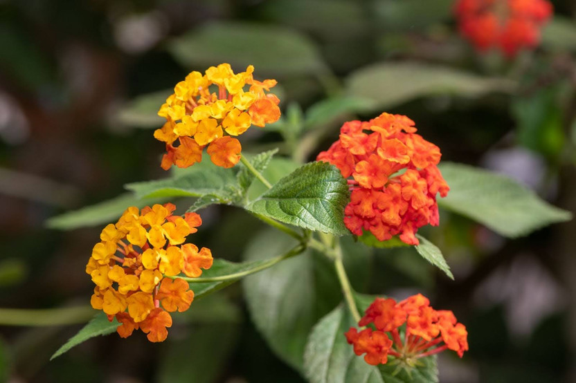 The Ultimate Guide to Caring for Lantana in Pots