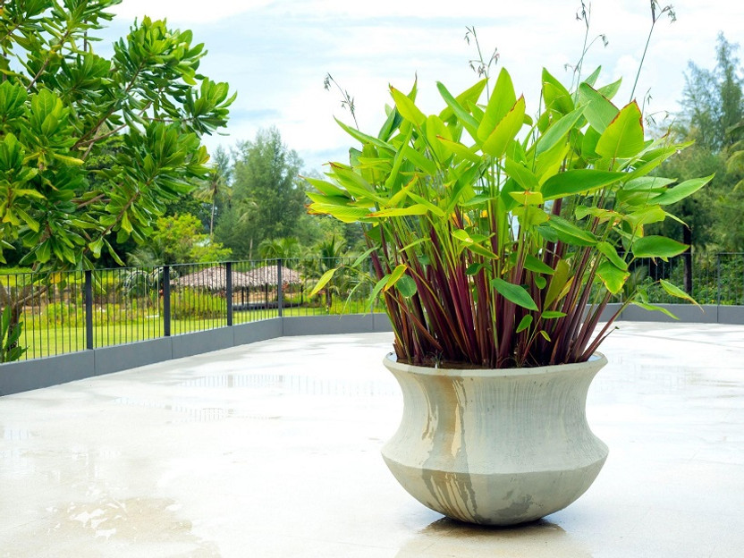 Large Container Planting Ideas