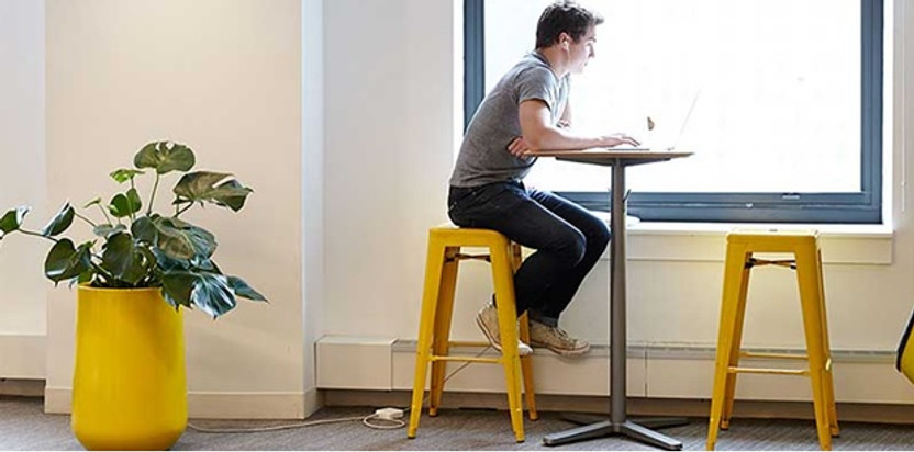 From Fiddle Leaf Fig to Monstera: The Most Popular Large Indoor Plants for Any Style