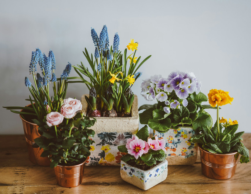 Rectangular Planters Size Guide and Plant Arrangement Ideas Rectangular Planters Size Guide and Plant Arrangement Ideas