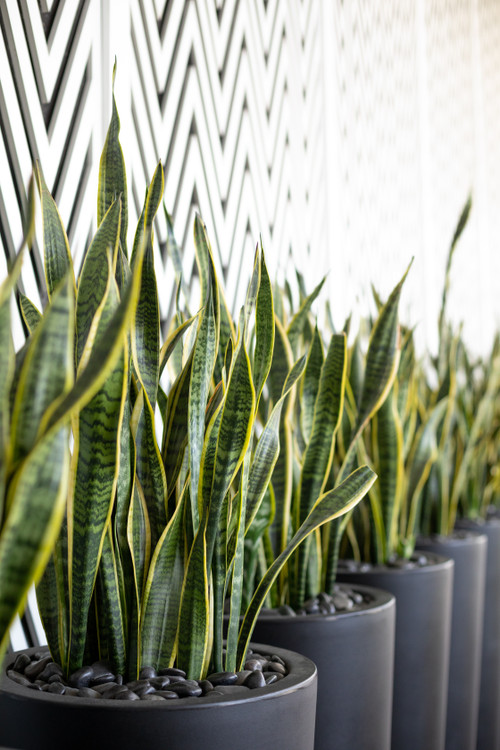 Round Planters Size Guide and Plant Arrangement Ideas