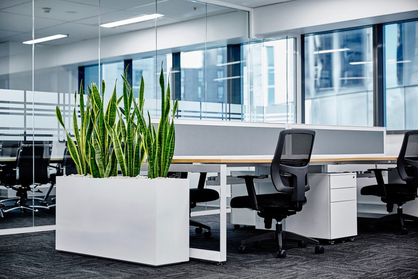The Ultimate Guide to Office Plants and Planters