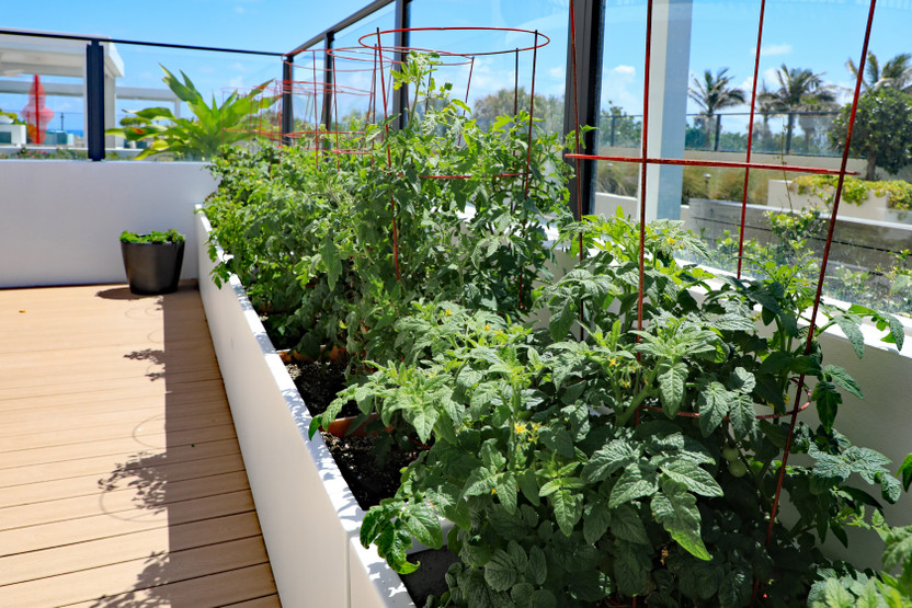 Urban Farming: How Restaurants Can Grow Food in Pots