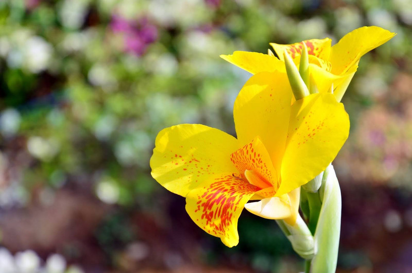 How to Care for a Canna Lily in a Pot