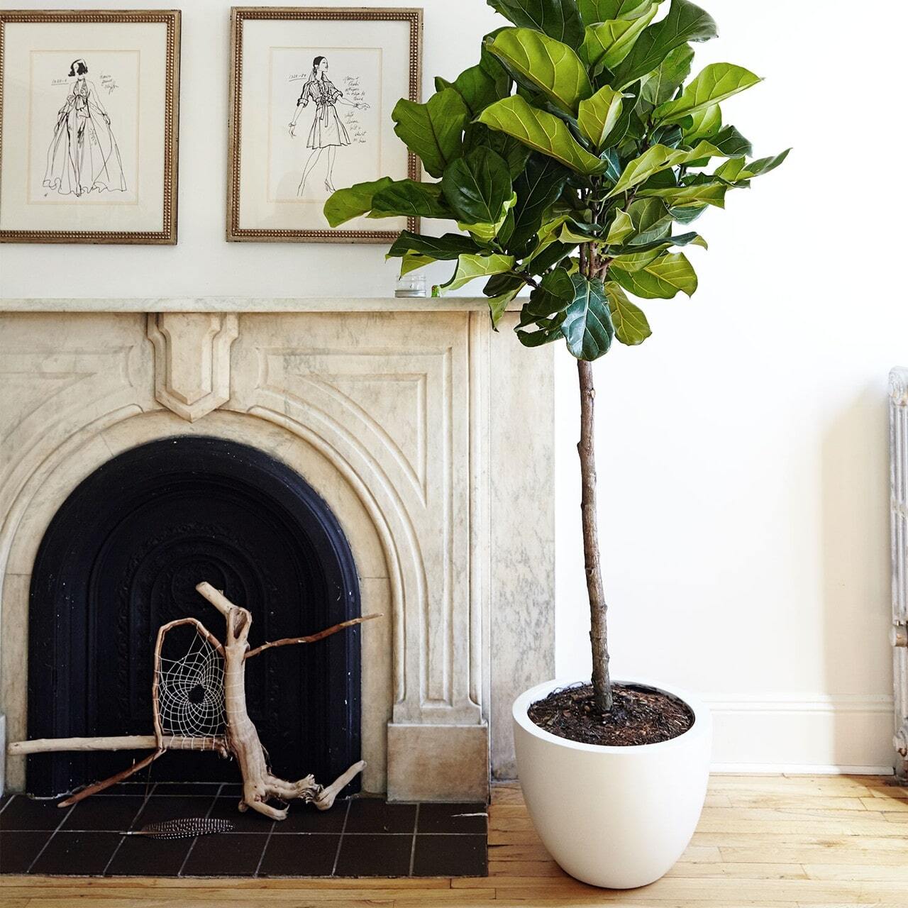 Low Bowl Planters
