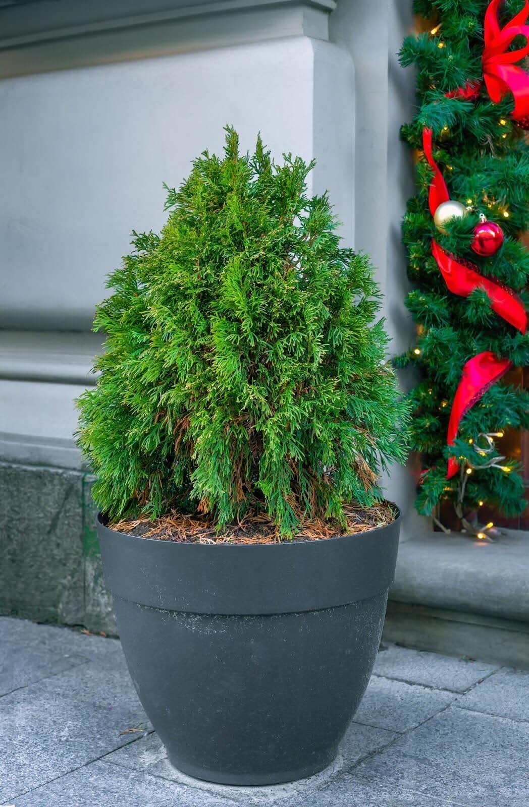 plastic planter outdoors