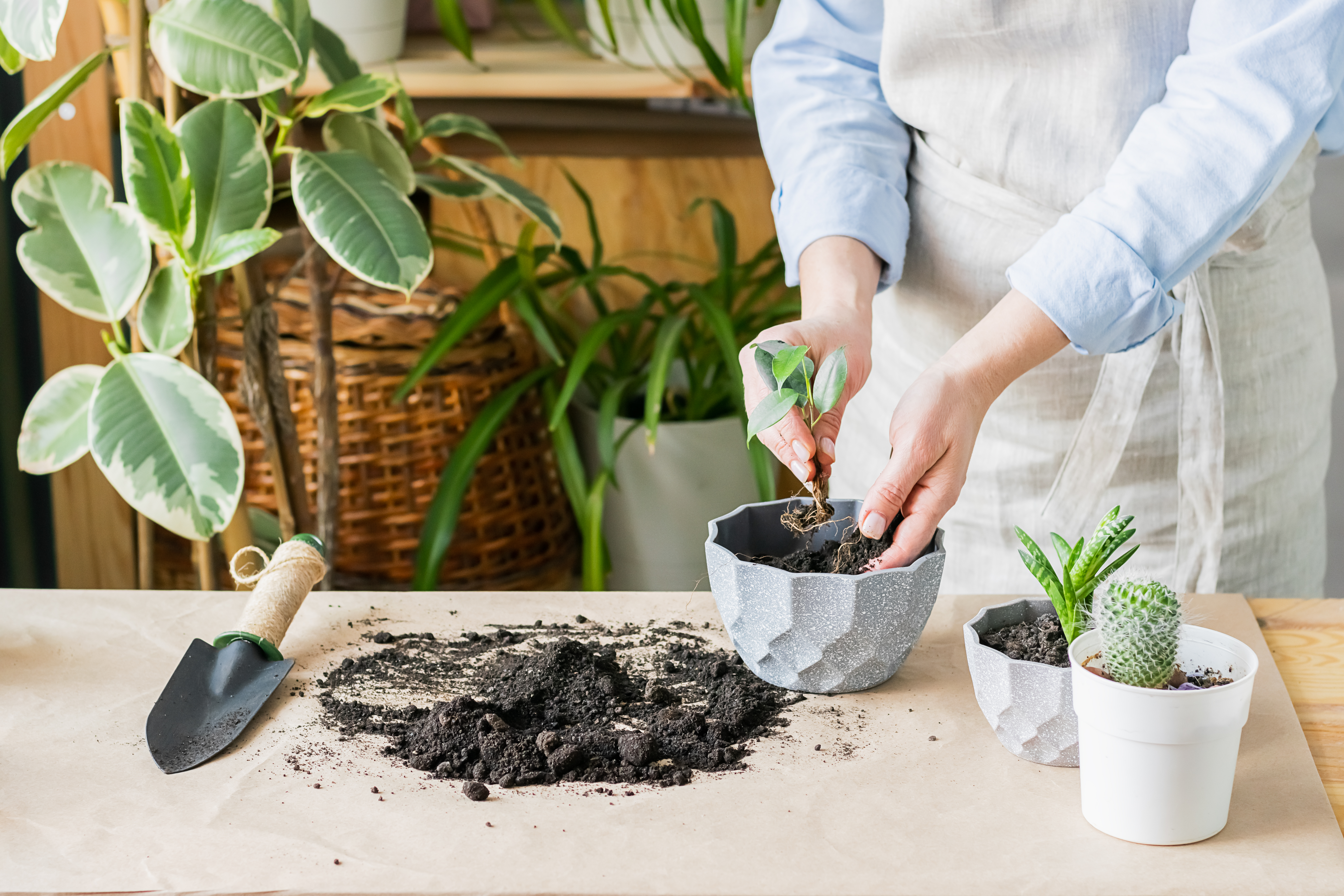 How to choose the right pot for your plant [Why pot shape & size matters. A  lot.] — Greenhouse Studio