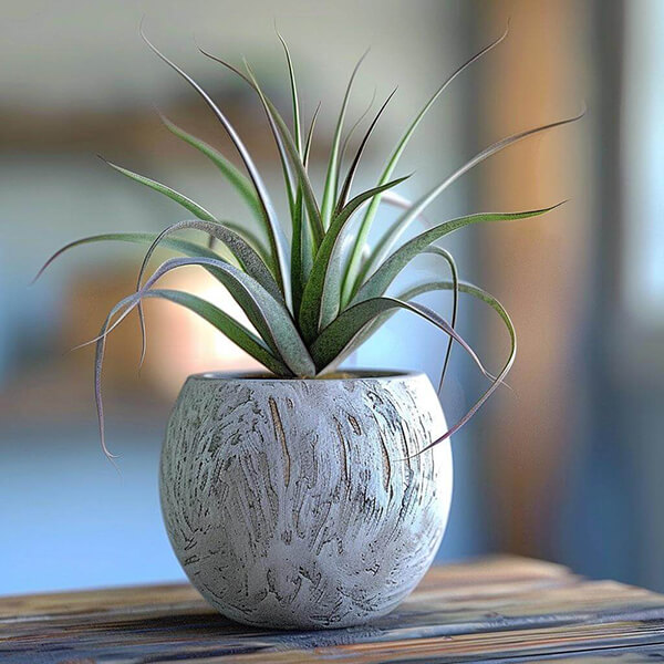 Air Plants (Tillandsia)