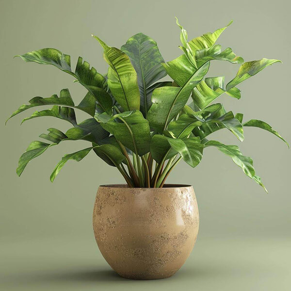 Bird's Nest Fern (Asplenium nidus)