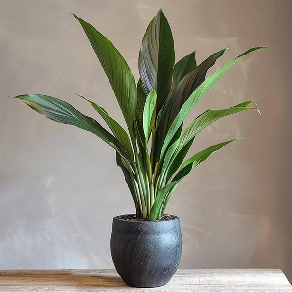 Cast Iron Plant (Aspidistra elatior)