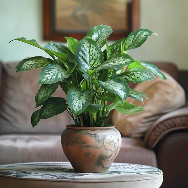 Chinese Evergreen (Aglaonema)