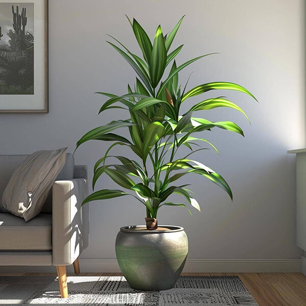 Corn Plant (Dracaena fragrans)