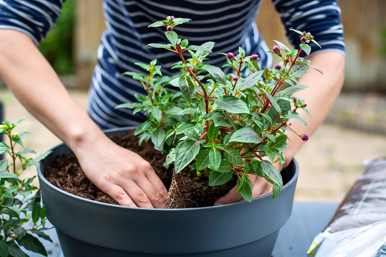 Planting Succulents with the Soil and Containers