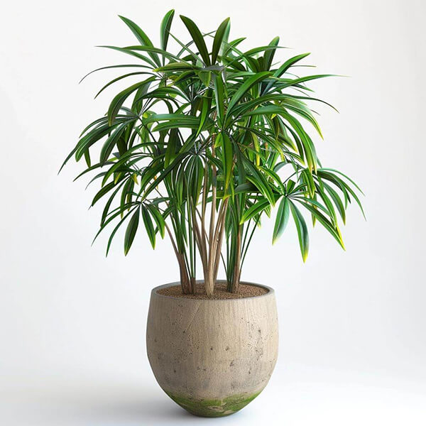 Lady Palm