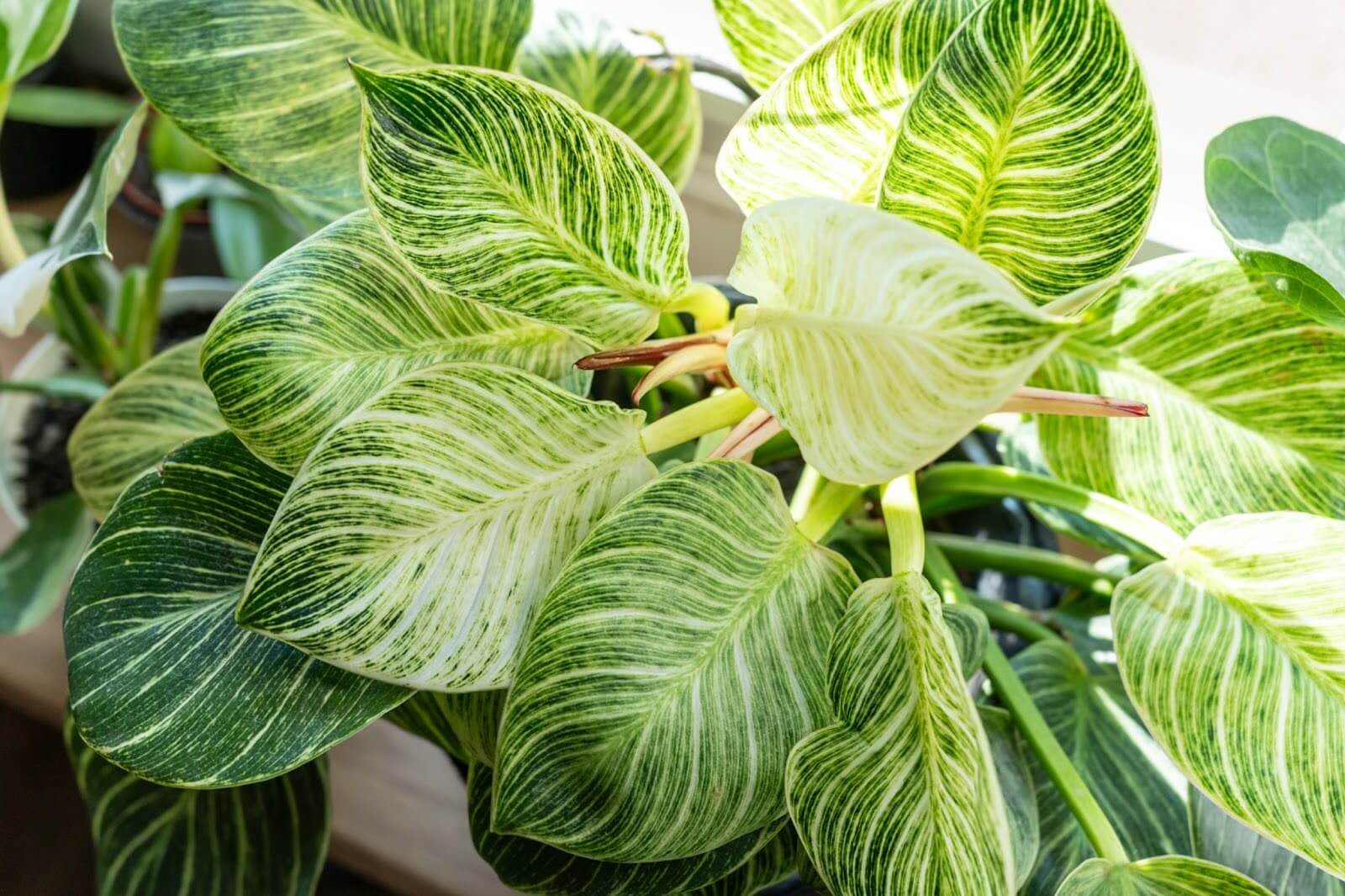 Philodendron (Philodendron spp.)