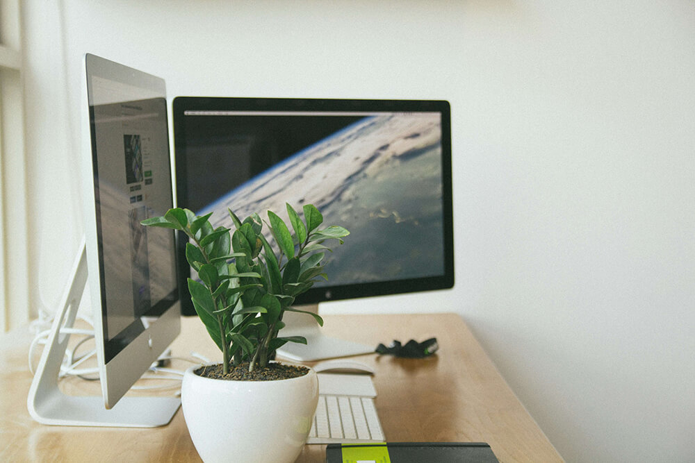 Plants for an Office With No Windows