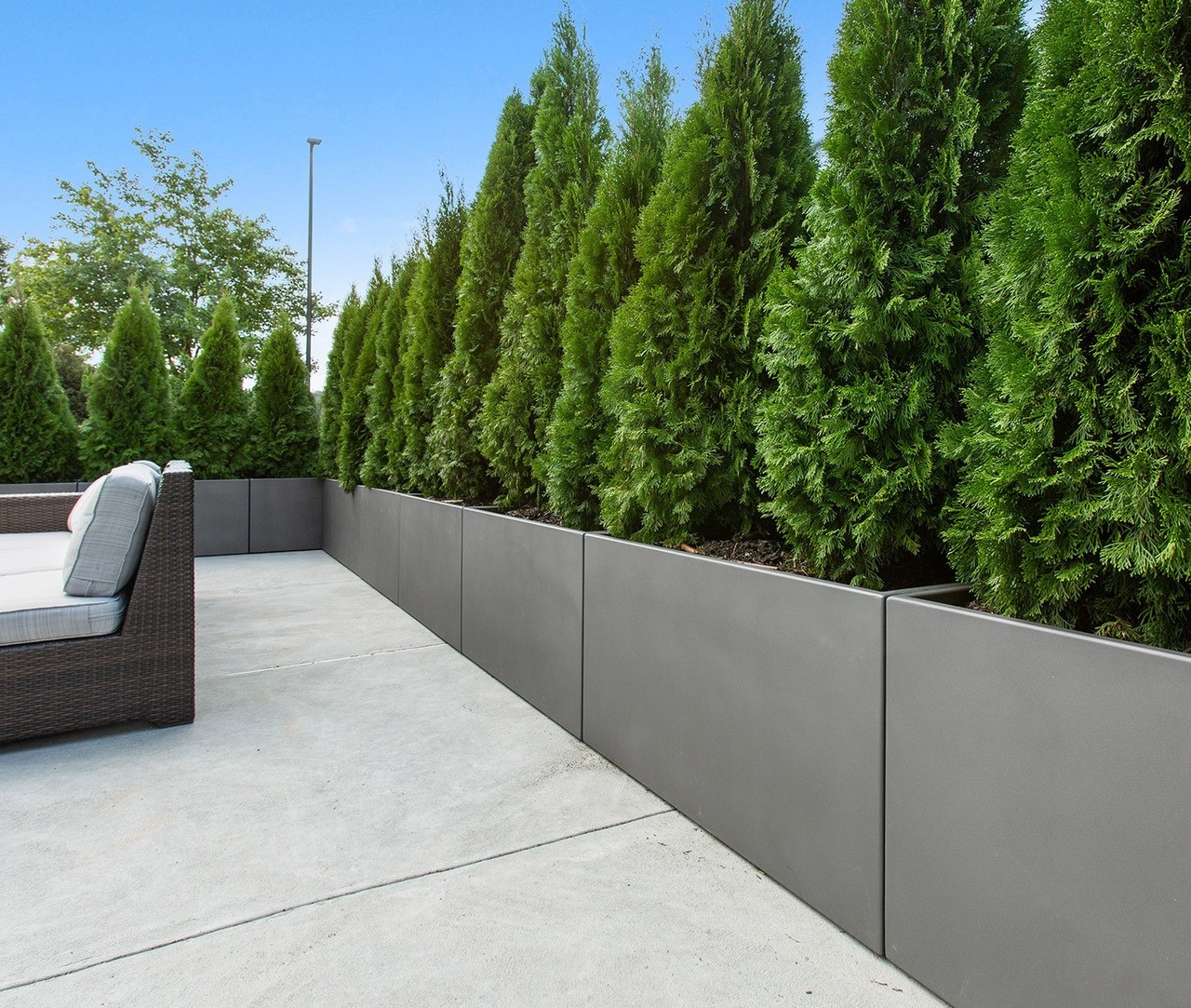 5 Plants Every Restaurant Needs Pots Planters & More