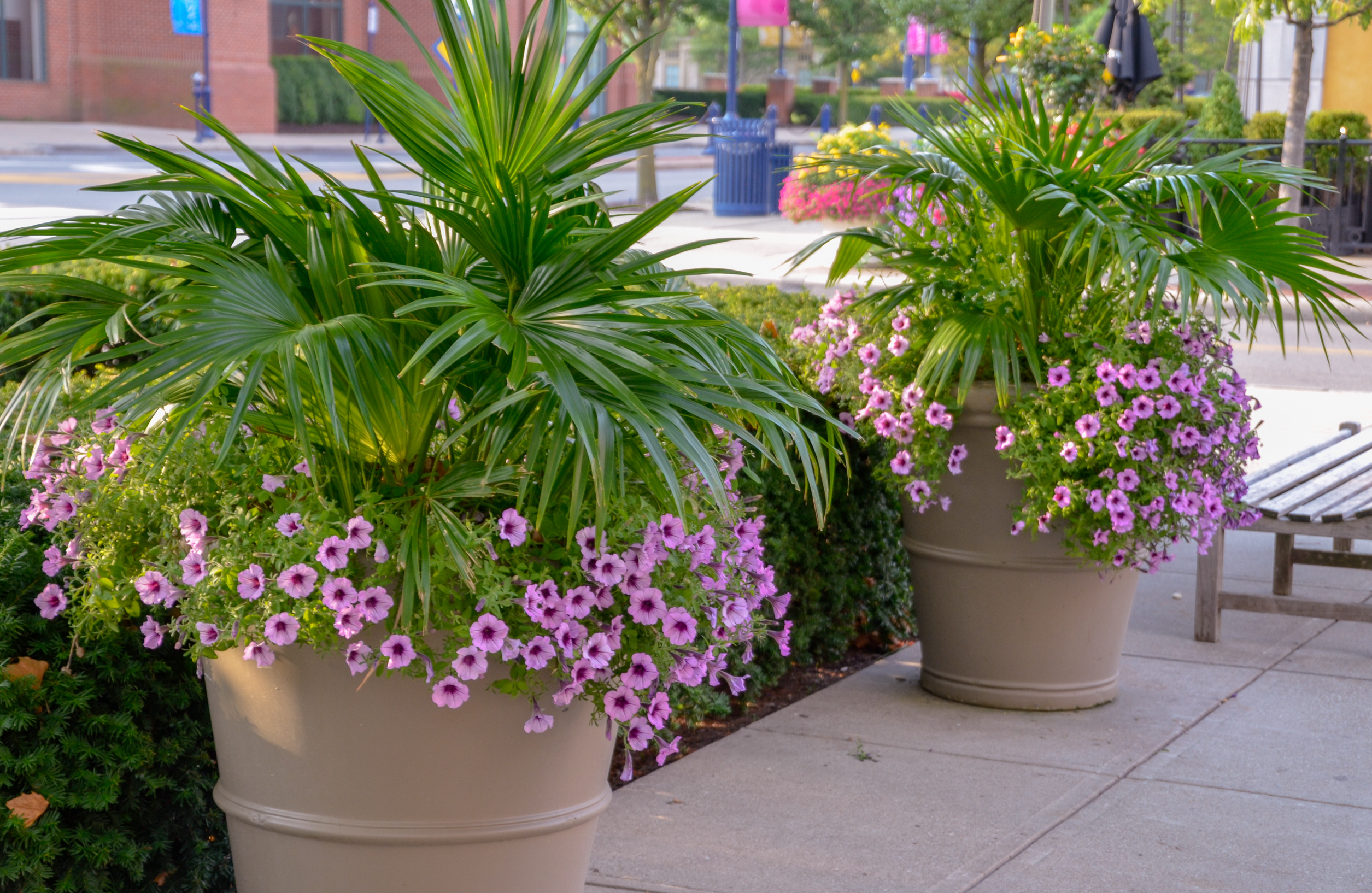 How To Plant Flowers In Large Planters