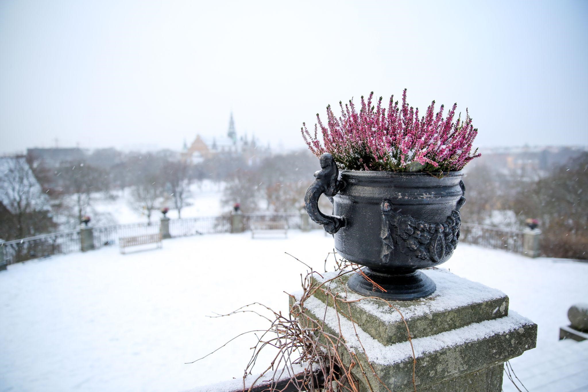 Winter Planter Ideas