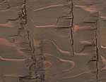 Burnished Cocoa