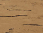 Sable