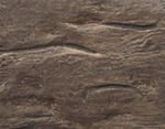 Log