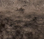 Terra Brown