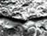 Frosted Stone