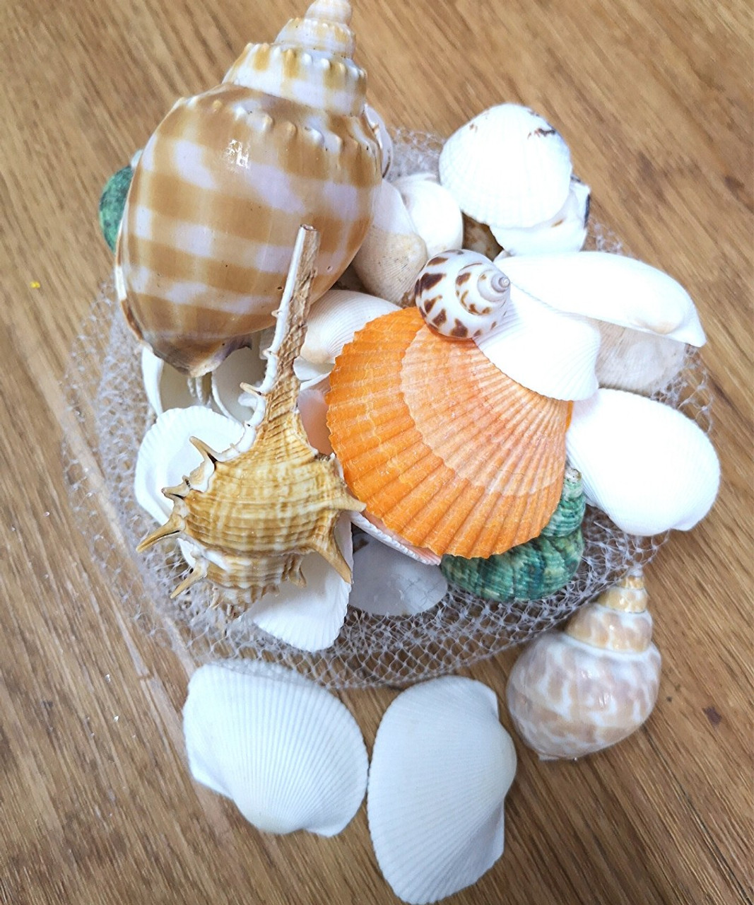 Decorative Natural Sea Shells - Assorted Design (130g/pack) - Give Fun