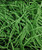 Shredded Paper Fillers (100g) - Christmas Green