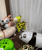 Walking Pet Balloon - Panda