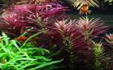 Limnophila hippuridoides