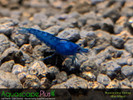 Blue Neocaridina Shrimp - 5 Pack