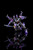 Kuro Kara Kuro Skywarp (D4 Exclusive Version)
