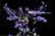Kuro Kara Kuro Skywarp (D4 Exclusive Version)
