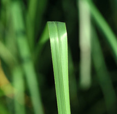 Vetiver Organic Essential Oil