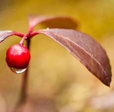 Wintergreen Organic Essential Oil (China)
