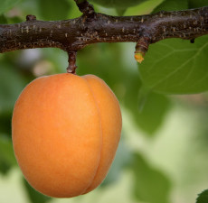 Apricot Kernel Organic Carrier Oil