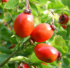 Rosehip Carrier Oil - Extra Virgin