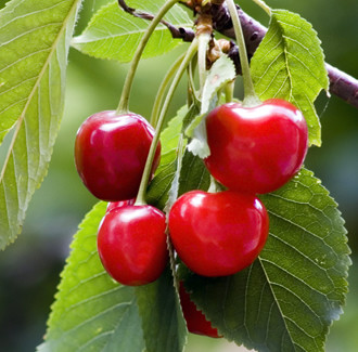 Sour Cherry Seed Organic Carrier Oil