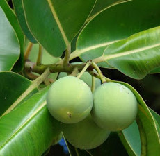 Tamanu Carrier Oil - Virgin (Madagascar)