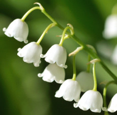 Lily of the Valley Fragrance Oil